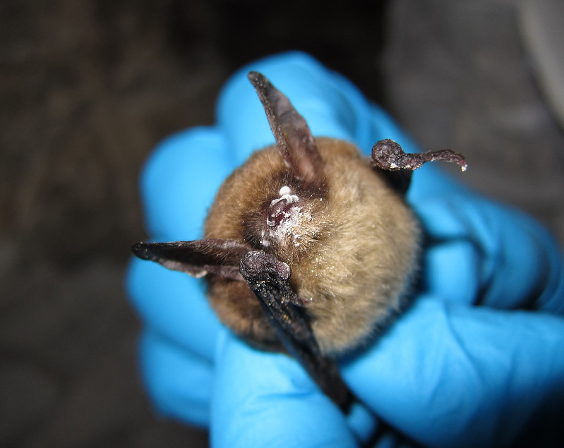 White Nose Syndrome White Nose Syndrome